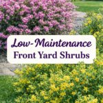 10 Best Low-Maintenance Front Yard Shrubs for Year-Round Curb Appeal