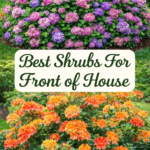 15 Best Flowering Shrubs for Front of House Curb Appeal  Top Low Maintenance Bushes