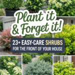 23 Low-Maintenance Shrubs for Simple Front Yard Landscaping Ideas
