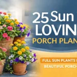 25 Best Sun Loving Porch Plants Full Sun and Shade Potted Plant Ideas